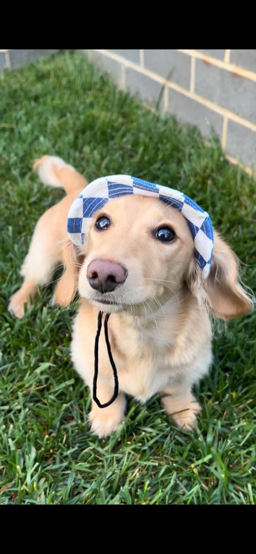 Image of Blue Designer Pet Bucket Hat