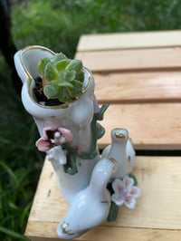 Image 1 of Ghost Echeveria Succulent in Small Swan Holder