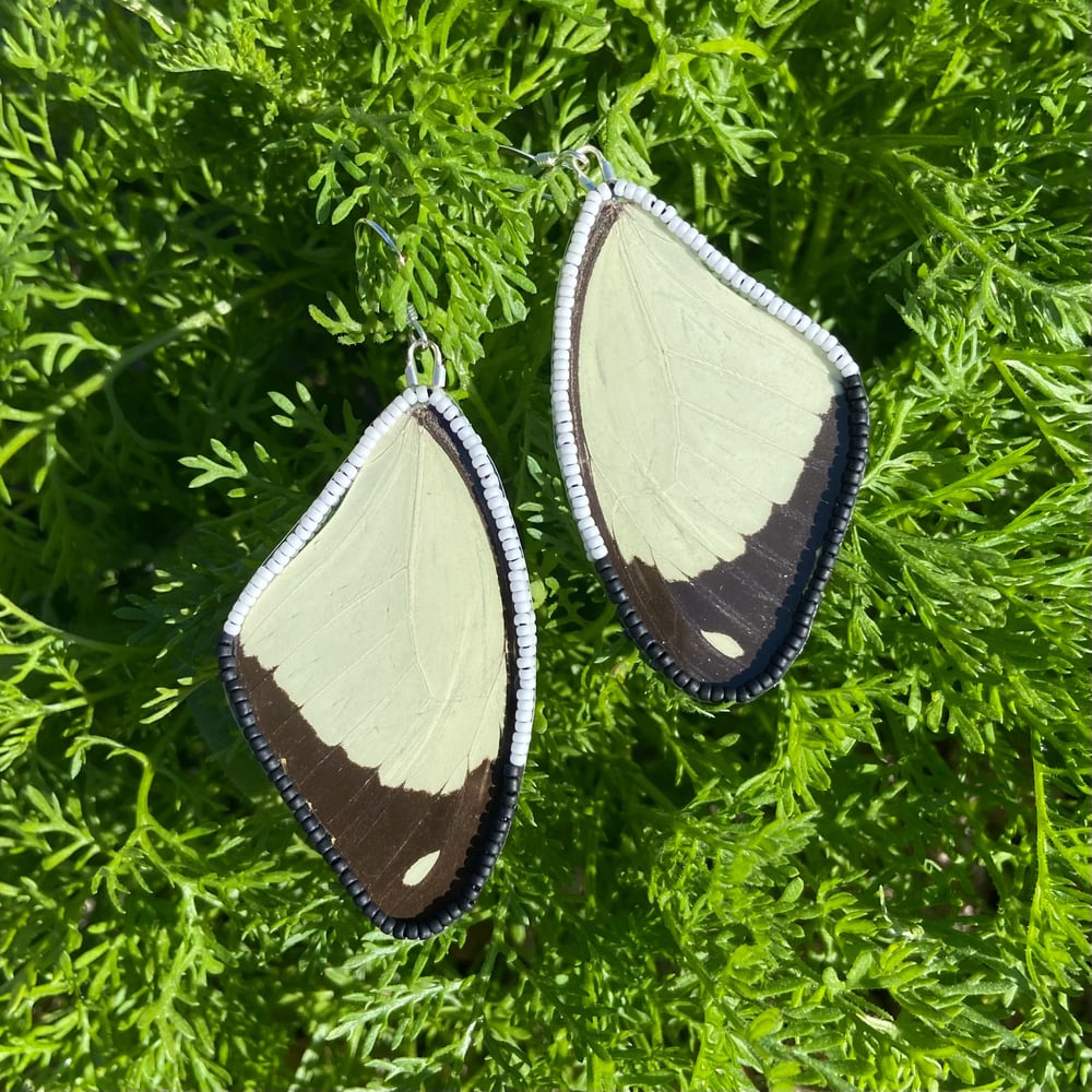 Image of Papilio dardanus Wing Earrings