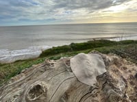 Image 2 of Covehithe Oak