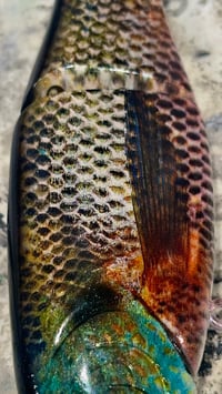 Image 2 of Full Size Shat - “Barrett”