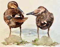Preening Pacific black ducks