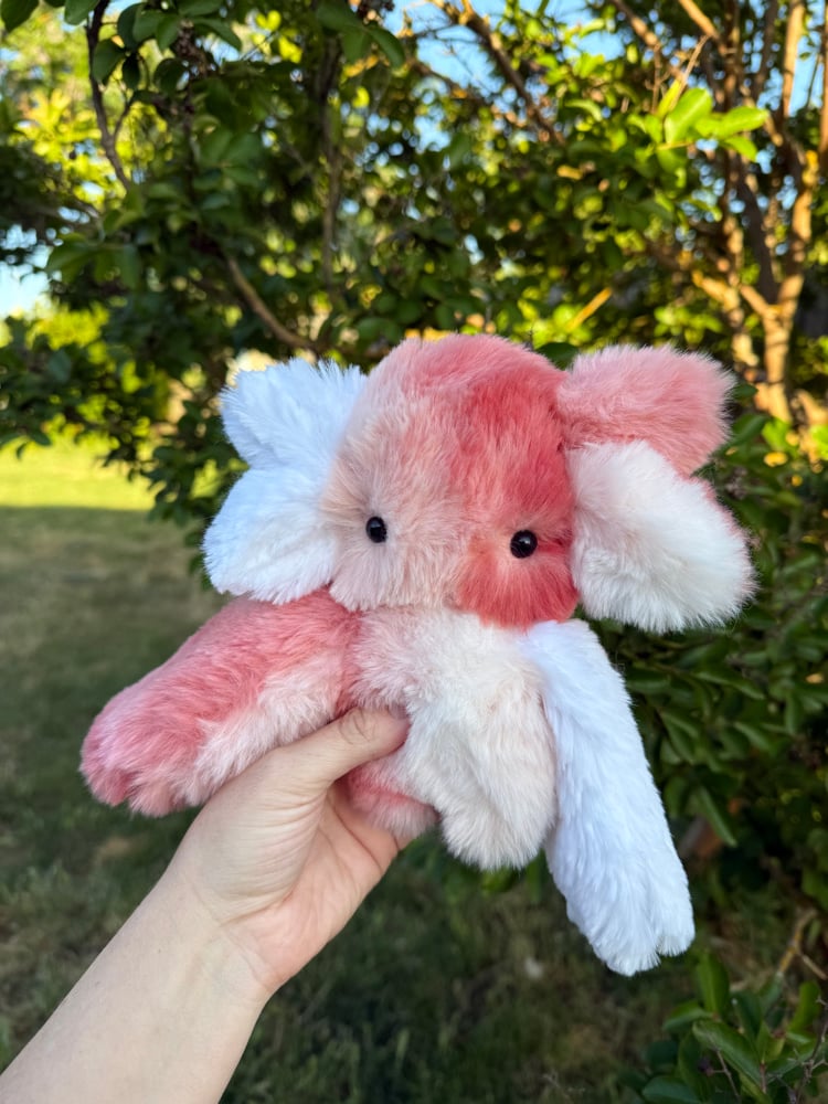 Image of peachy dweller