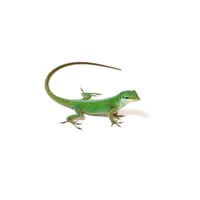 Green Anole 