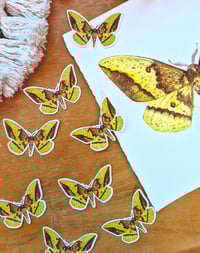 Image 5 of Emperor Moth sticker