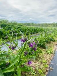 Image 2 of Comfrey Salve