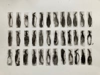 Image 1 of H5N1- Avian Flu Is Killing Our Seabirds