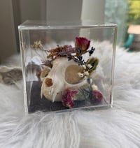 Image 5 of Aragonite Kitty