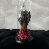 Image 2 of Feather Bat Dome