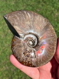 Image 10 of Purple - Rainbow Iridescent Ammonite Shell Fossil | Madagascar #2895