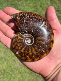 Image 7 of Ammonite Fossil | Madagascar #2921