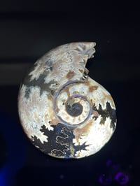 Image 8 of Ammonite Fossil | Madagascar #2994