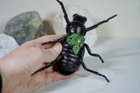Image 4 of Japanese Rhino Beetle