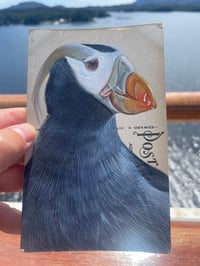 Image 1 of Tufted Puffin