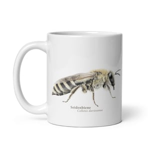 Colletes Epeolus Tasse