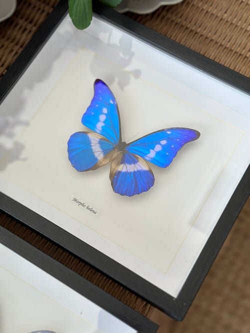 Image of Morpho helena Specimen