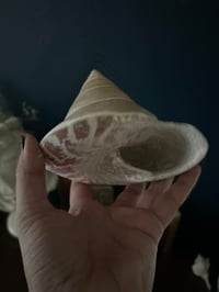 Image 5 of Grand coquillage trochus de cabinet de curiosité, 12cm de diamètre