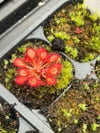 Drosera capillaris