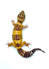 Giant Bold High Contrast Tangerine (Tremper)  (H-25)