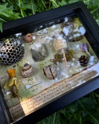 Image 1 of Nature Loot Curio Box