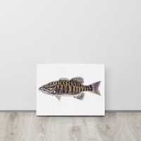 Smallmouth Canvas Print 