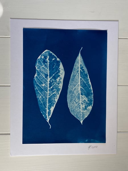 Image of Cyanotype Skeleton Leaves