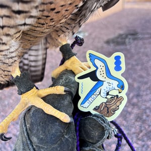 peregrine falcon sticker