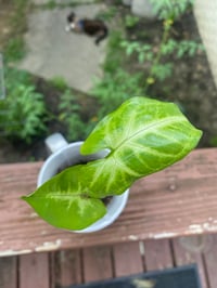 Image 2 of Arrowhead Plant in Unique Tuba Mug