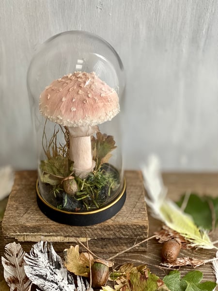 Image of Single Blush Amanita mushroom cloche 