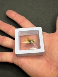 Image 6 of Golden Rutile & Hematite Star Specimen #2203
