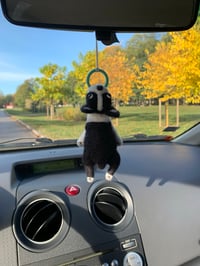 Image 2 of Boston Terrier