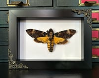 Image 4 of deathshead hawk moth