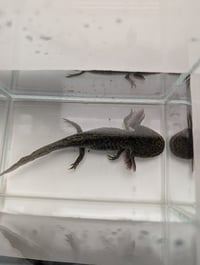 Image 3 of Wild Juvenile Axolotl