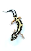 Bold Stripe (H- 10)