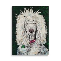 Image 1 of Standard Poodle with Whispies