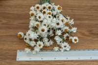 Image 3 of MINI Winged Everlasting BUNCH