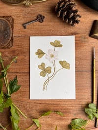 Image 1 of Wood Sorrel Original Painting