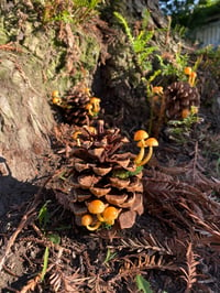 Image 1 of Pinecones led mushrooms