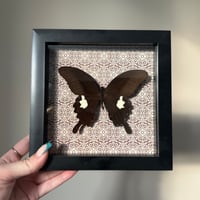 Canopus Swordtail Frame