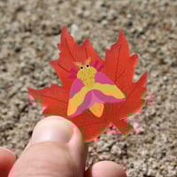 Image 6 of Rosy Maple Moth Frosted Acrylic Pin