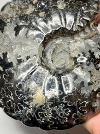 Image 9 of Black Ammonite Fossil With Pyrite #2439