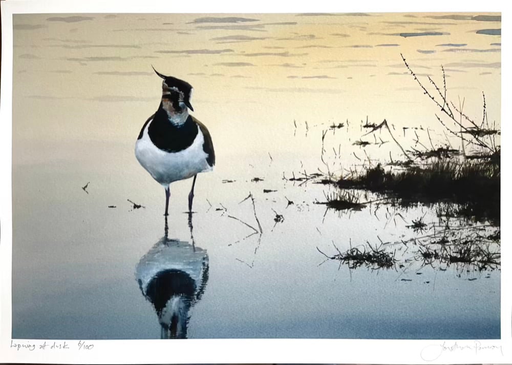 Image of NEW PRINT Lapwing at Dusk