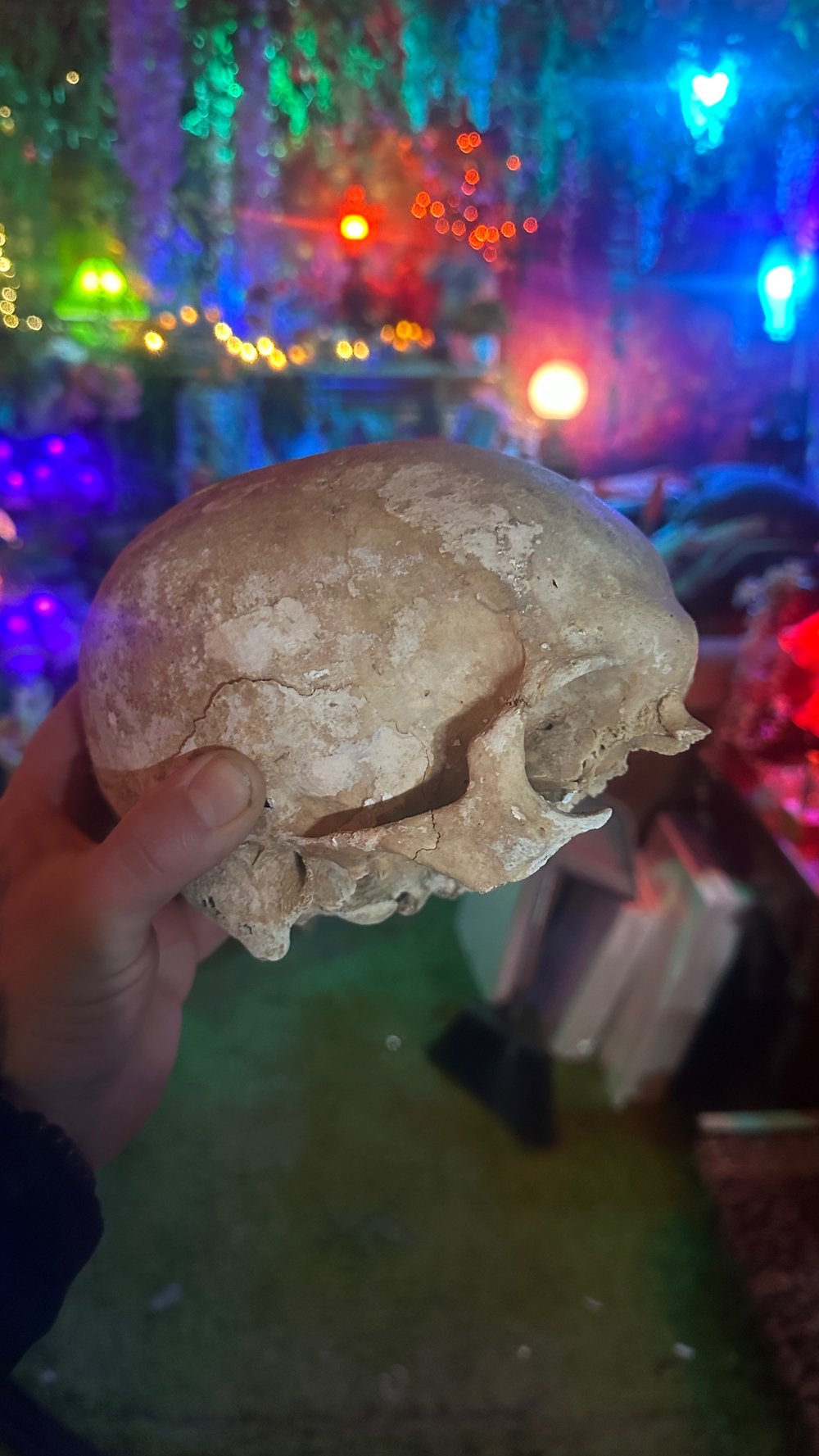 Partial human skull