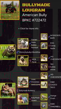 Image 3 of Lou Gram Stud Fee