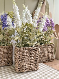 Image 4 of Potted Lavender