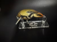 Image 2 of Brown Town Mudbug 