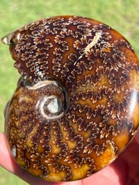Image 2 of Ammonite Fossil | Madagascar #2921