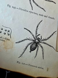 Image 7 of Antique Microscopic slide Spider - with preserved web 