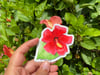 Flor de Maga 🌺 Sticker