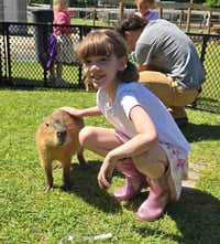 Image 10 of Sing and Dance with Ms. Rachel, touch baby animals, story time, MORE! 